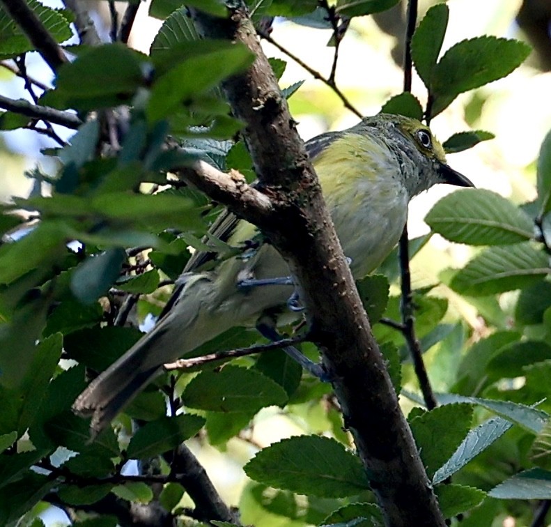 White-eyed Vireo - ML621347221