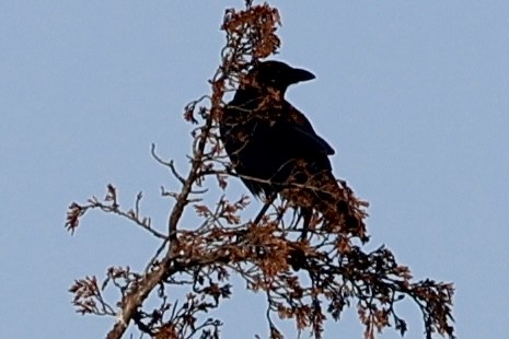 American Crow - ML621347223