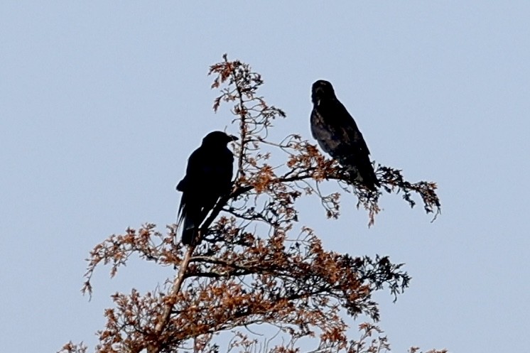 American Crow - ML621347224