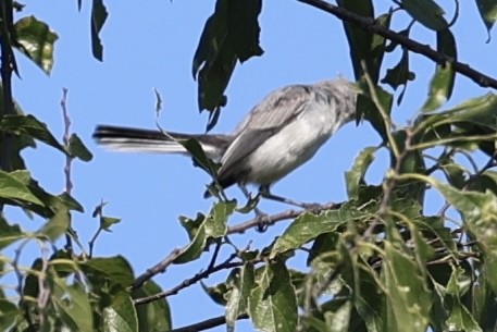 Blue-gray Gnatcatcher - ML621347244