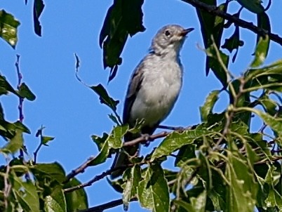 Blue-gray Gnatcatcher - ML621347245