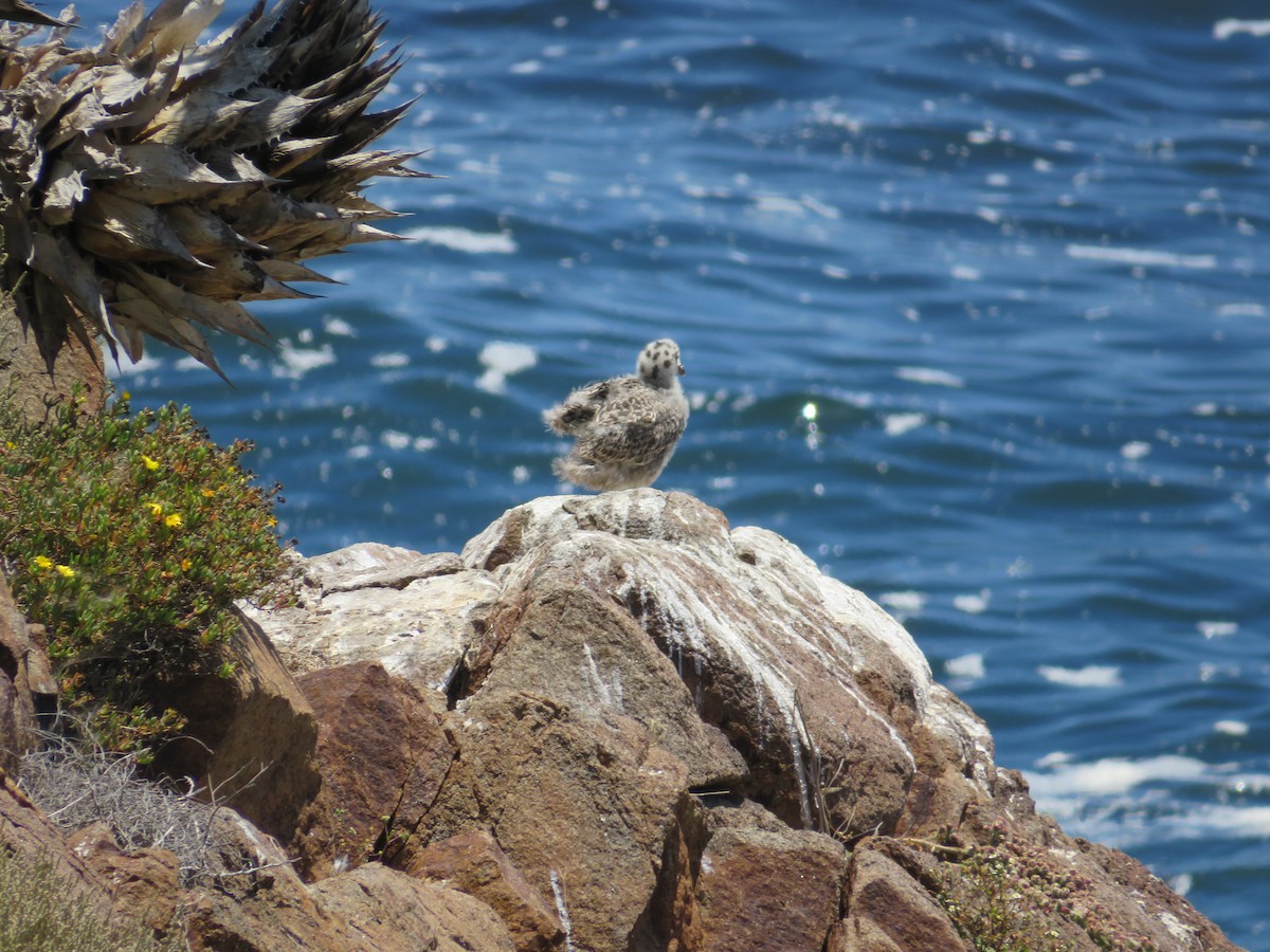 Goéland d'Audubon - ML621347254