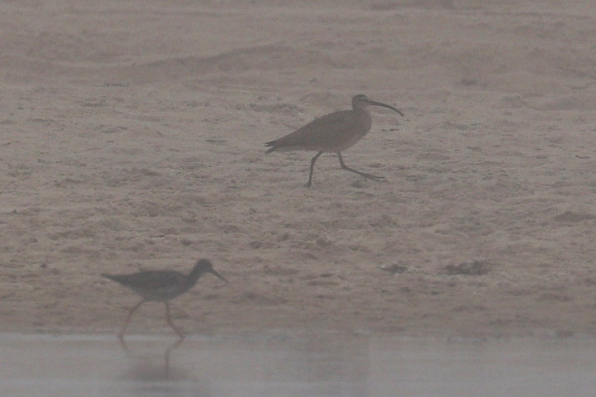 Whimbrel (Hudsonian) - ML621347255