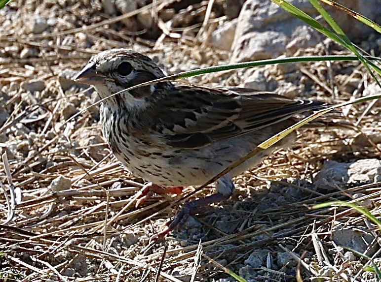 Lark Sparrow - ML621347256