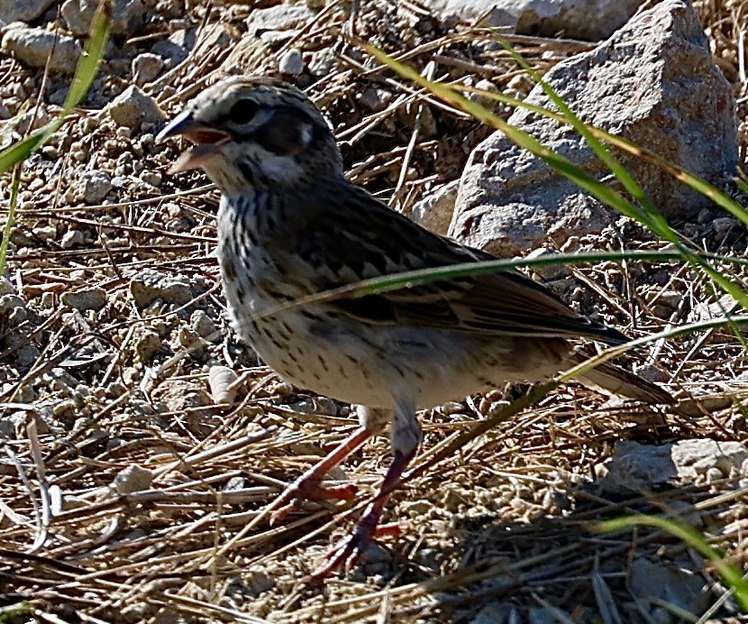 Lark Sparrow - ML621347257