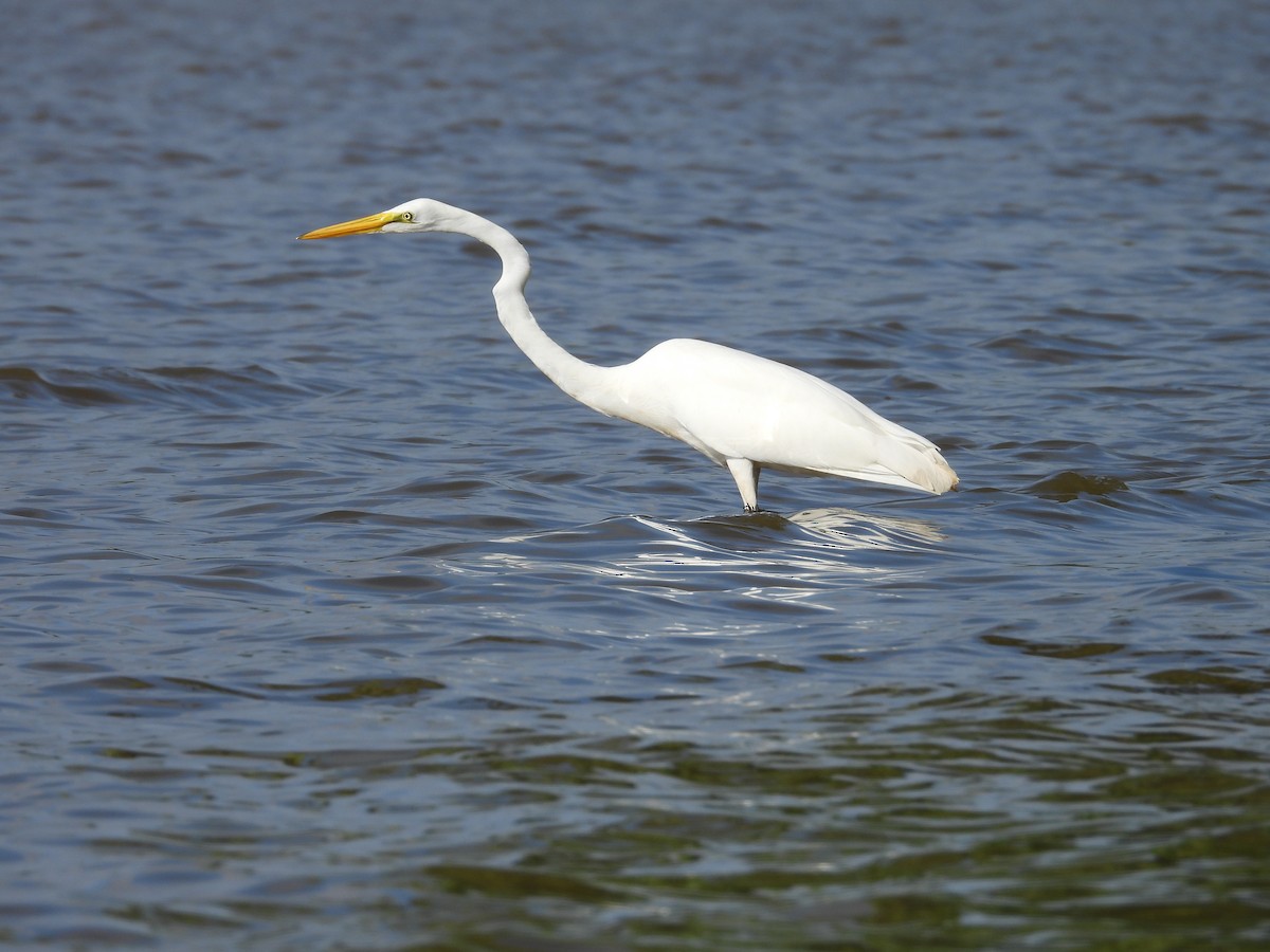 Great Egret - ML621347264