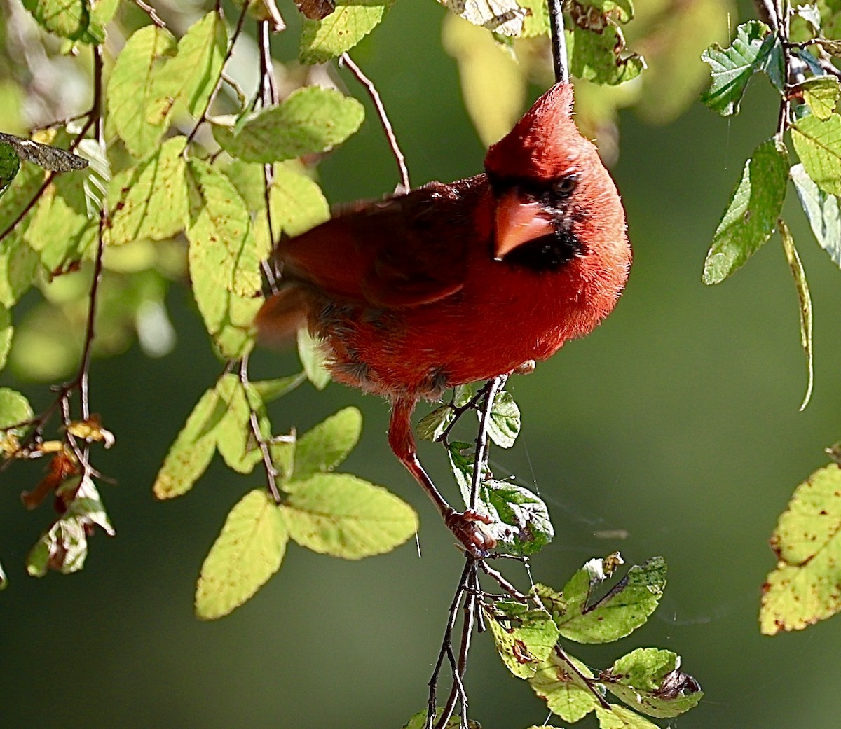 Northern Cardinal - ML621347269