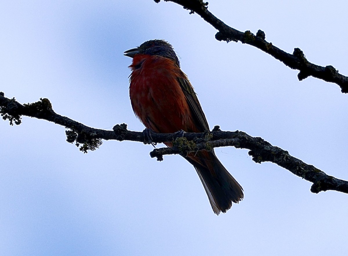 Painted Bunting - ML621347286