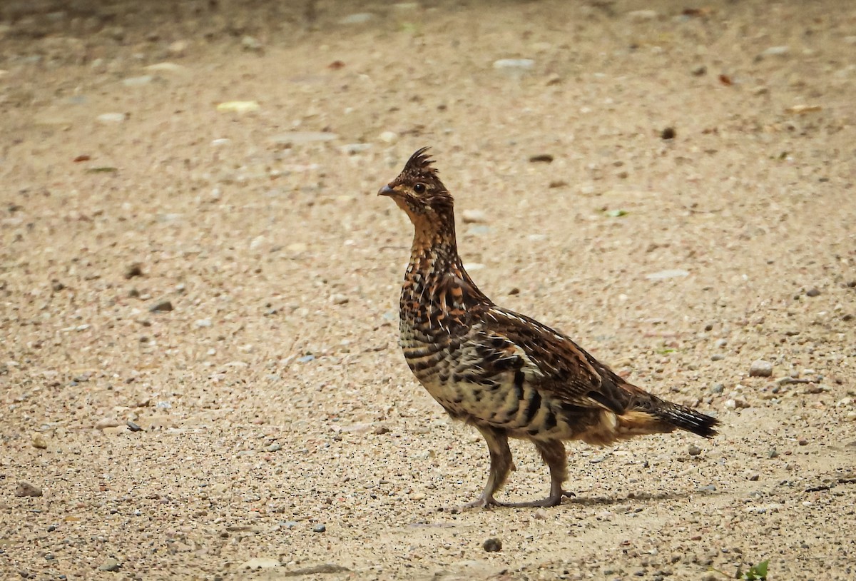 Ruffed Grouse - ML621347378