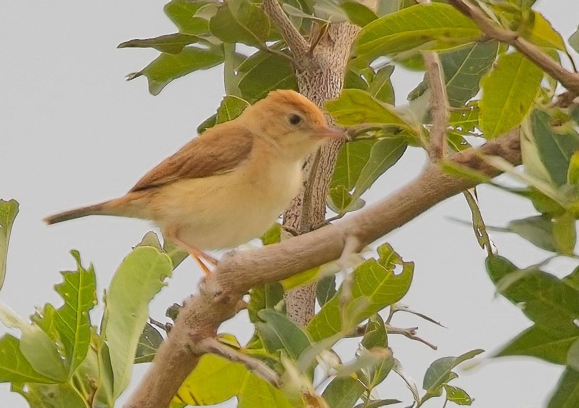 Foxy Cisticola - ML621347556