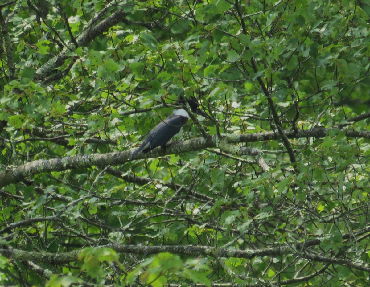 Belted Kingfisher - ML621347624