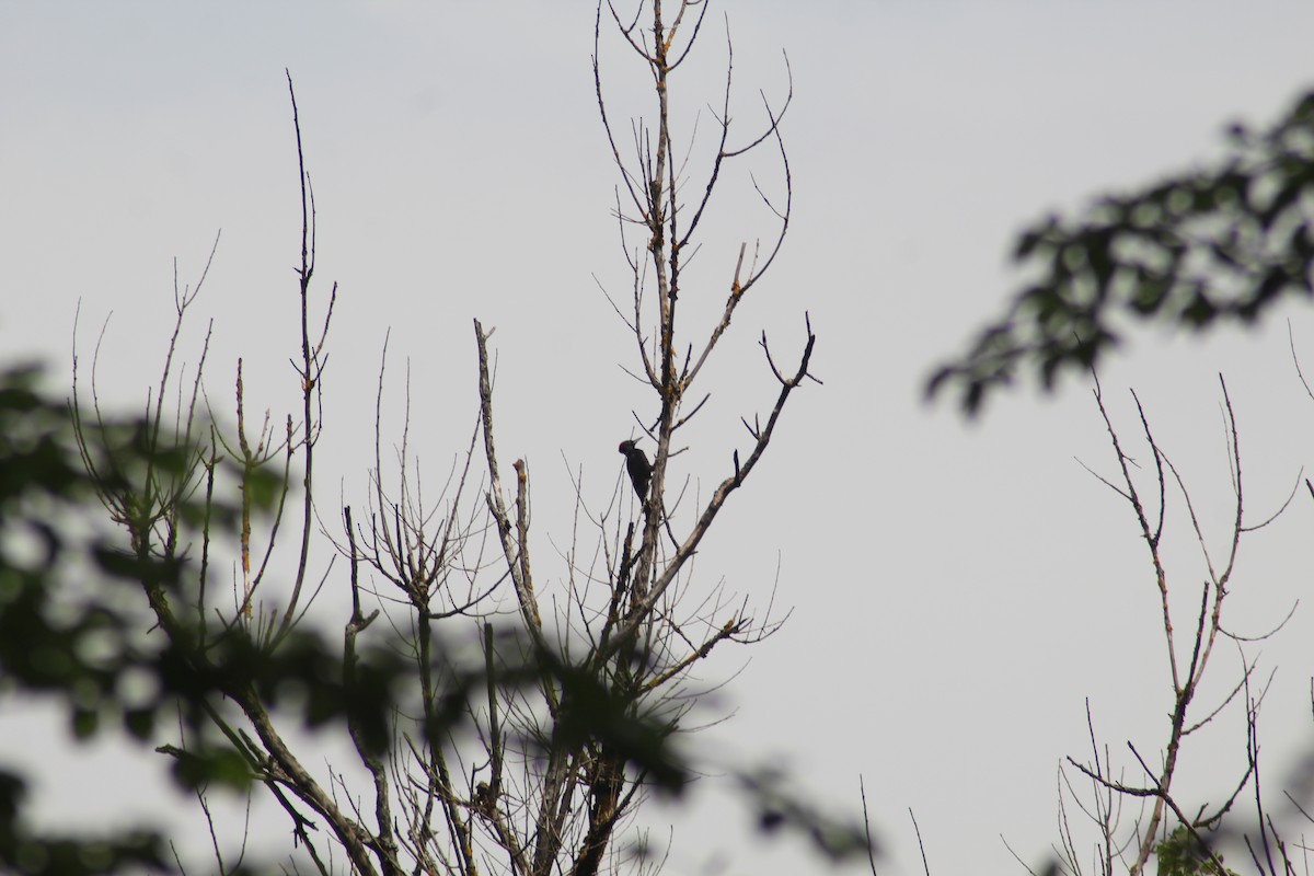 Black Woodpecker - ML621347638
