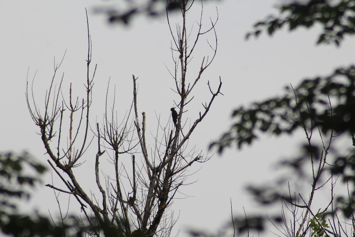 Black Woodpecker - ML621347644