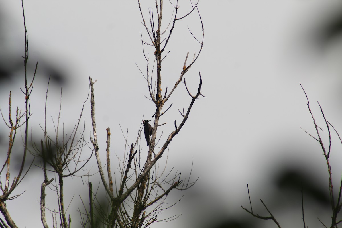Black Woodpecker - ML621347645