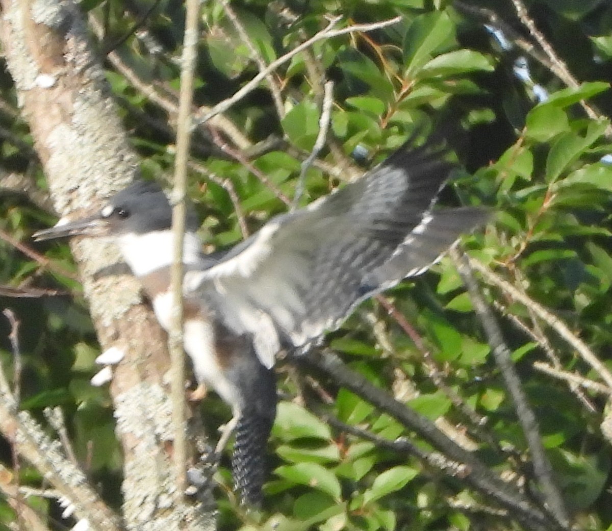 Belted Kingfisher - ML621347651