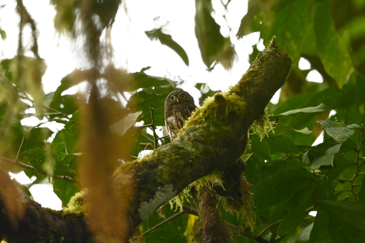 Cloud-forest Pygmy-Owl - ML621347652