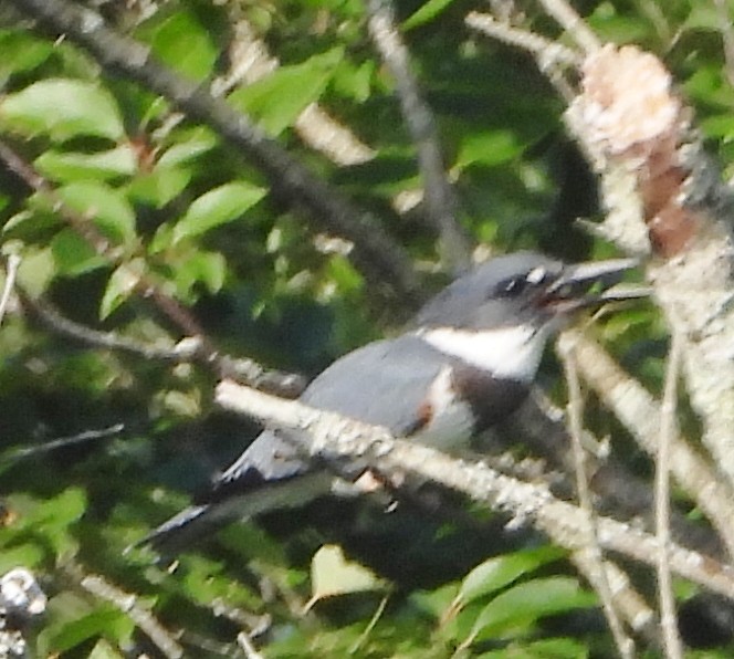 Belted Kingfisher - ML621347653