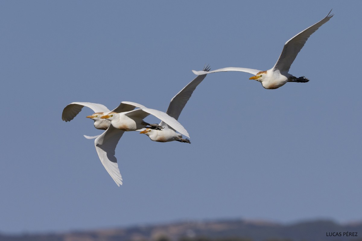 Western Cattle Egret - Lucas  Pérez