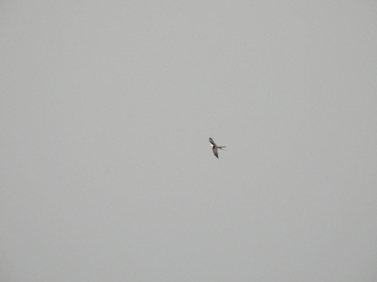 Swallow-tailed Kite - ML621347680