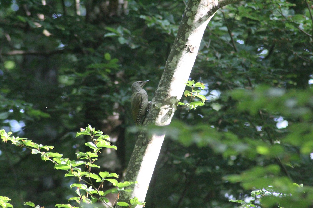 Gray-headed Woodpecker - ML621347709