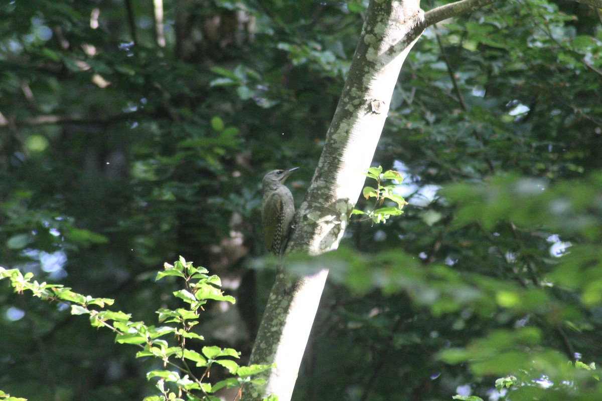 Gray-headed Woodpecker - ML621347710