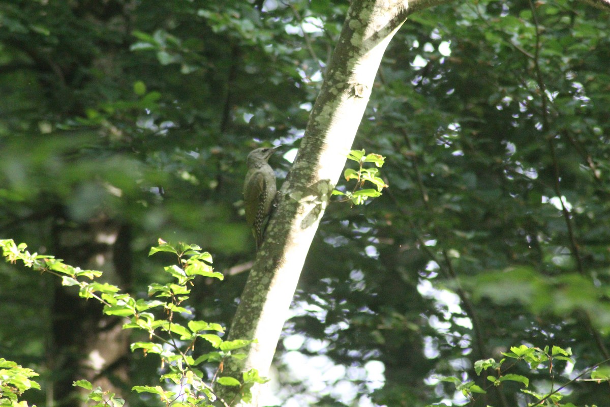 Gray-headed Woodpecker - ML621347718