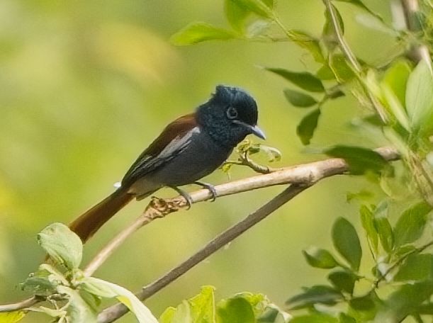 African Paradise-Flycatcher - ML621347733