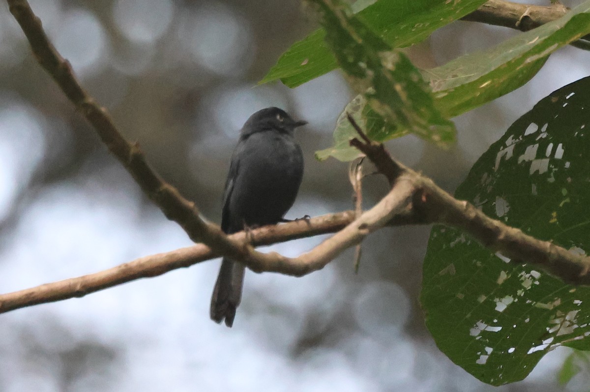 Yellow-eyed Black-Flycatcher - ML621347735