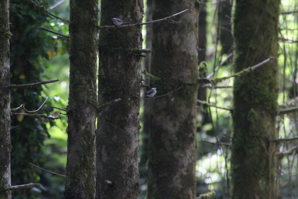 Marsh Tit - ML621347762