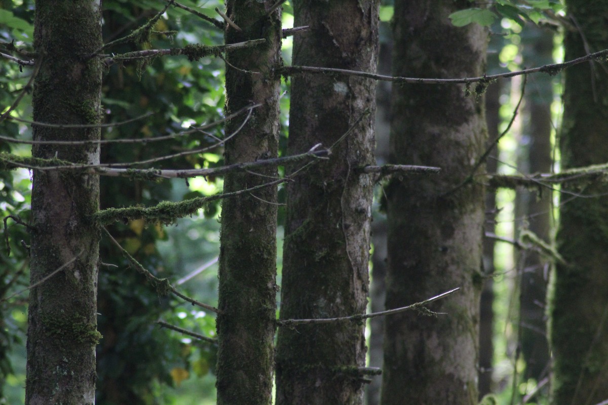 Marsh Tit - ML621347763