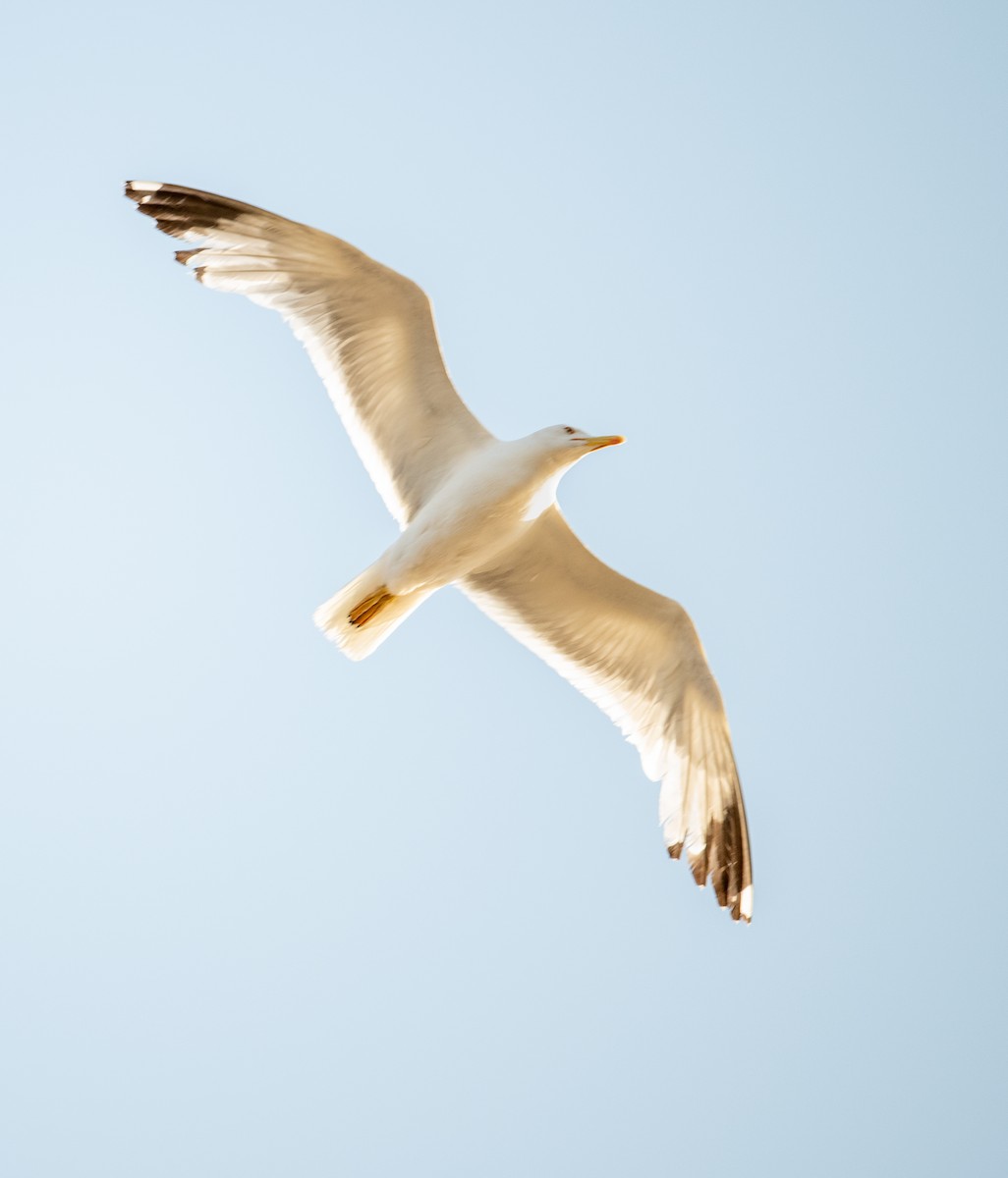 Yellow-legged Gull - ML621347770