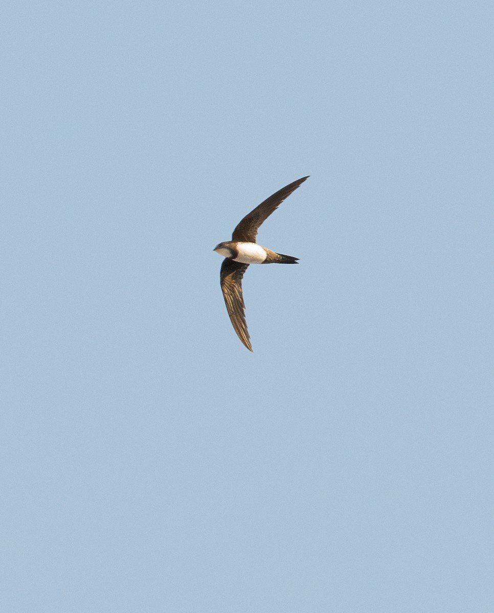 Alpine Swift - ML621347778