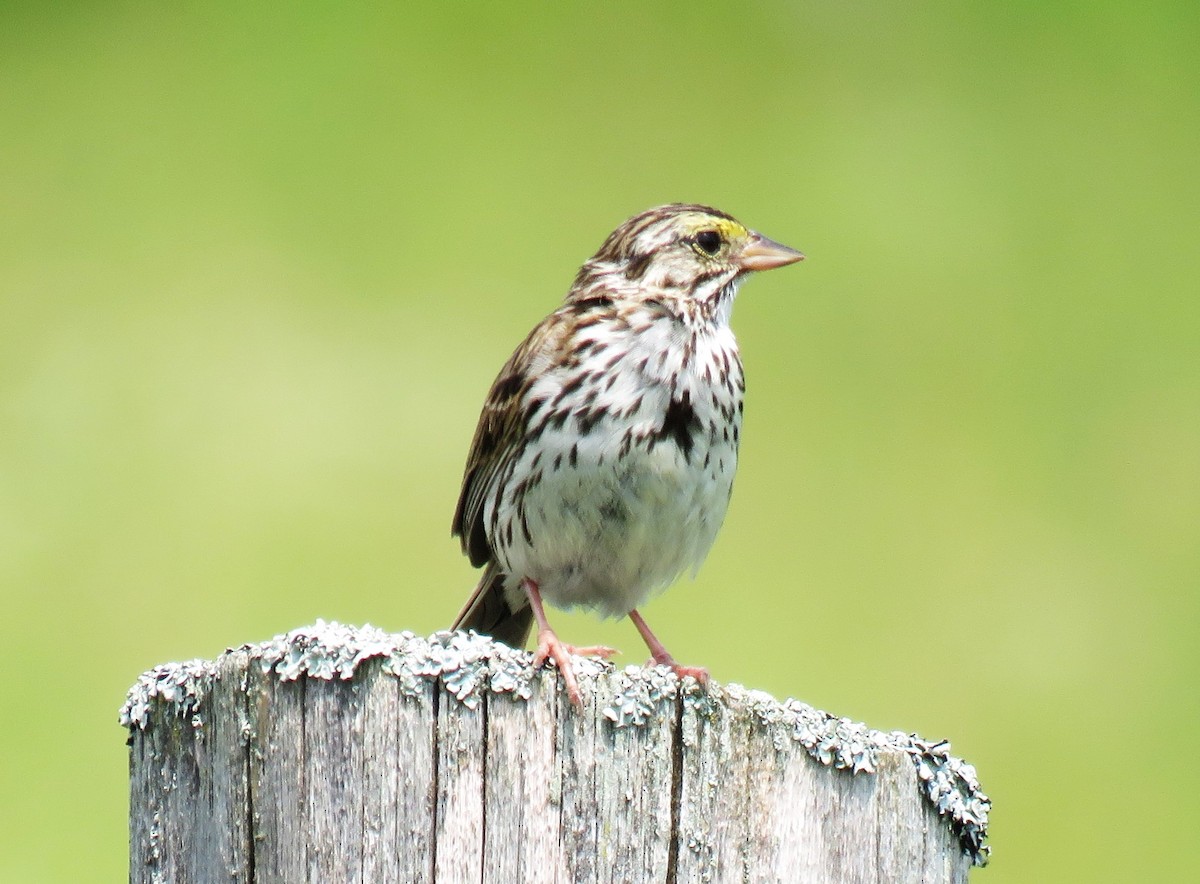 Savannah Sparrow - ML621347805