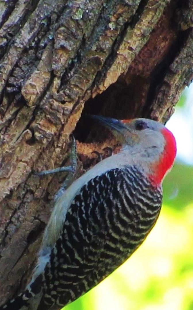 Red-bellied Woodpecker - Fred Kachmarik