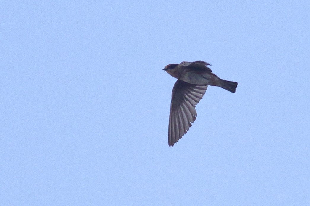 Cave Swallow (Caribbean) - ML621347913