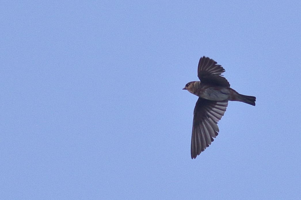 Cave Swallow (Caribbean) - ML621347914