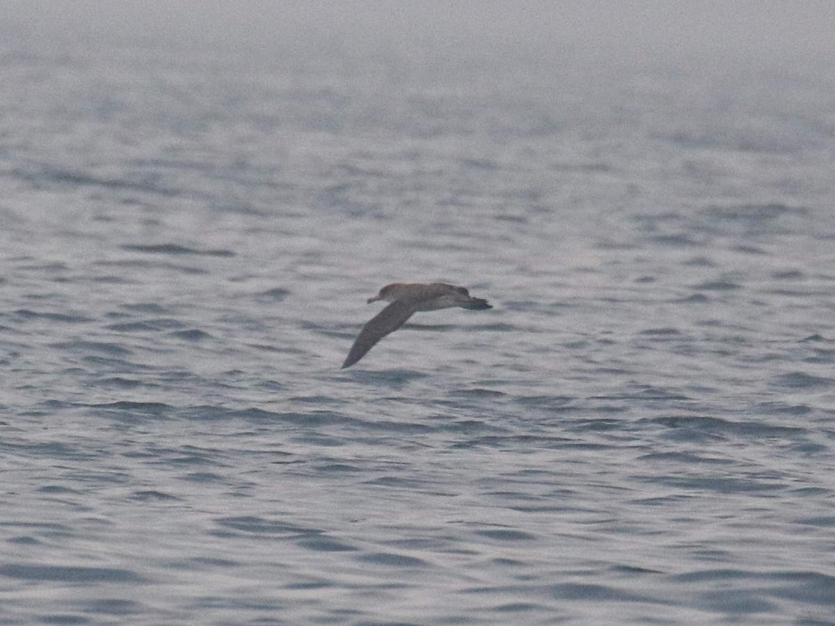 Cory's Shearwater - ML621347916