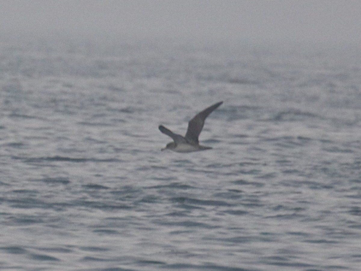 Cory's Shearwater - ML621347925