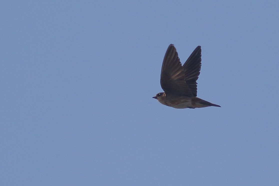 Cave Swallow (Caribbean) - ML621347929