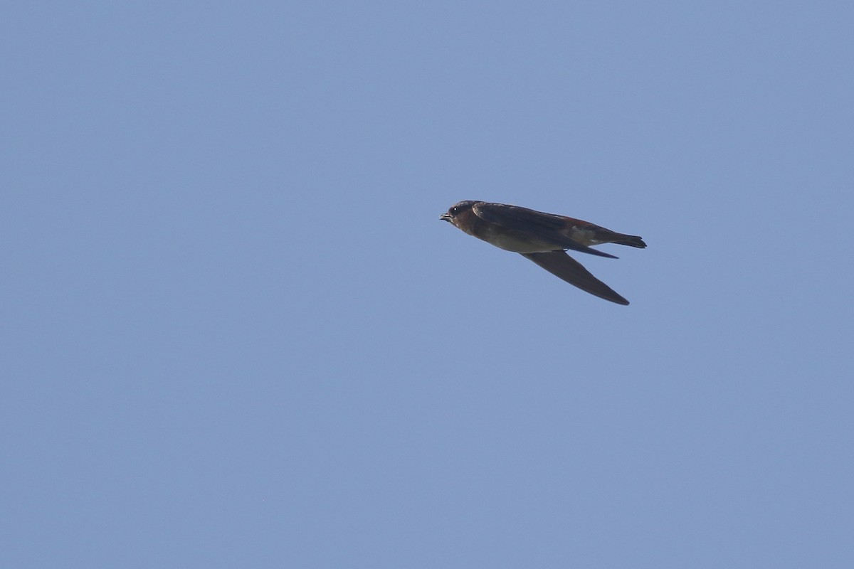 Cave Swallow (Caribbean) - ML621347953