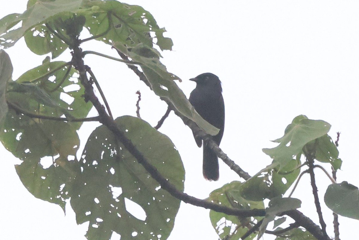 Yellow-eyed Black-Flycatcher - ML621347954