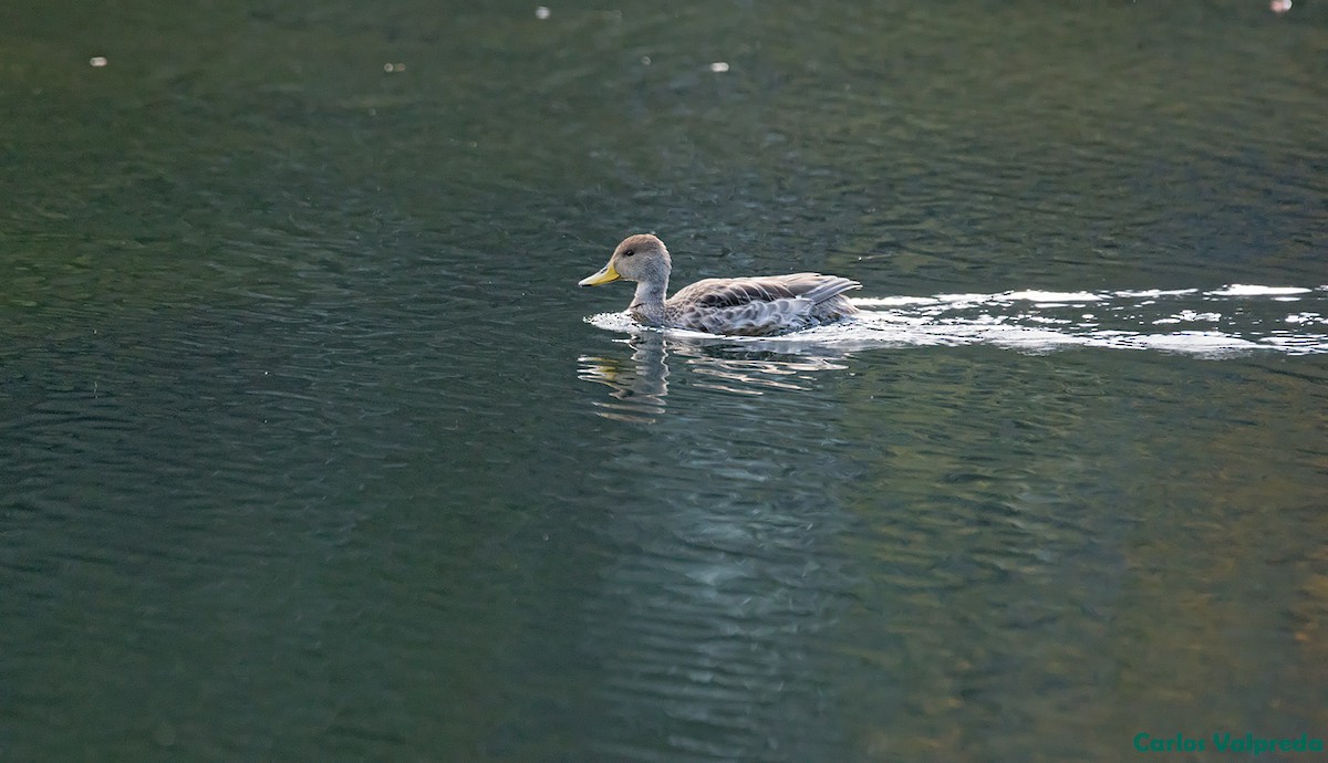 Yellow-billed Pintail - ML621347956