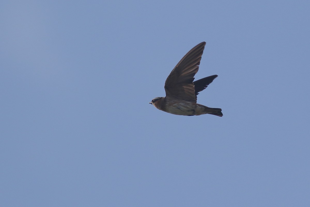 Cave Swallow (Caribbean) - ML621347957