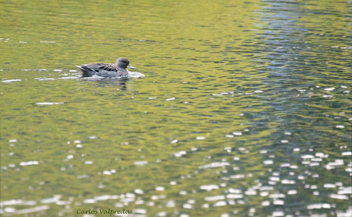 Yellow-billed Teal - ML621347962