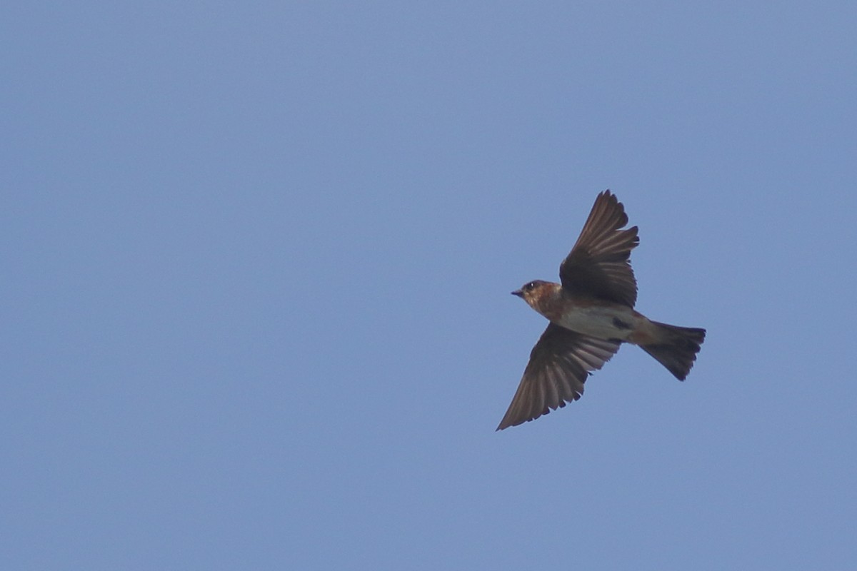 Cave Swallow (Caribbean) - ML621347965