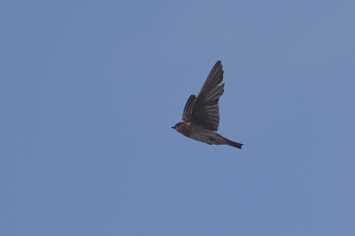 Cave Swallow (Caribbean) - ML621347971