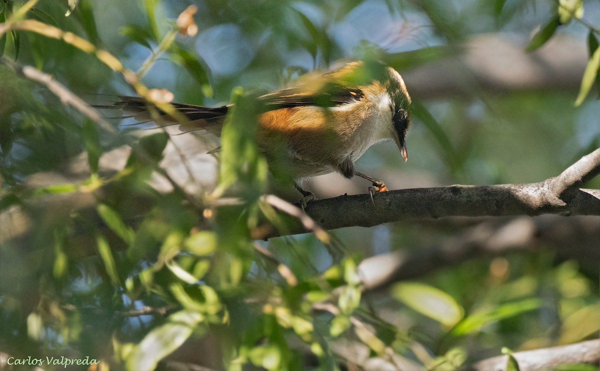 Thorn-tailed Rayadito - ML621347972