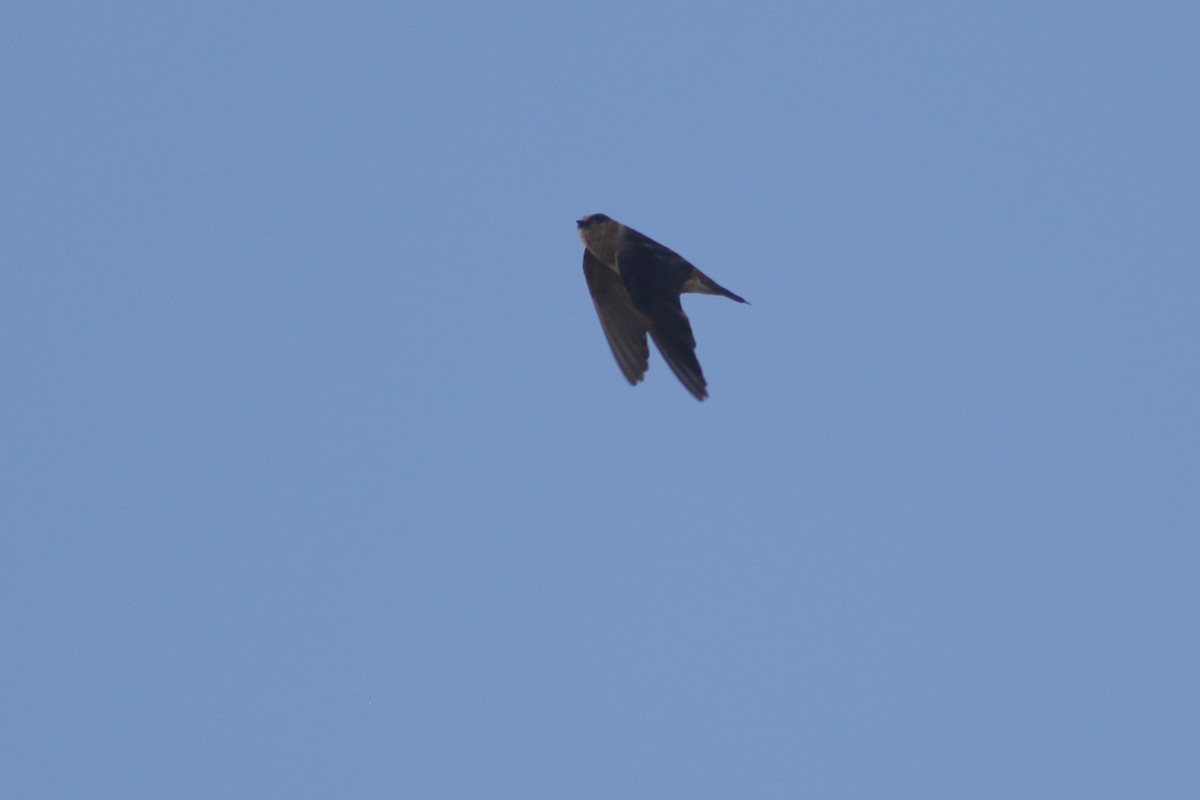 Cave Swallow (Caribbean) - ML621347974