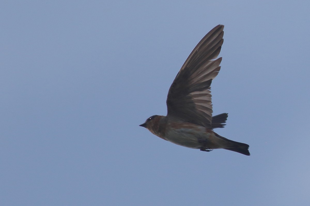 Cave Swallow (Caribbean) - ML621347976