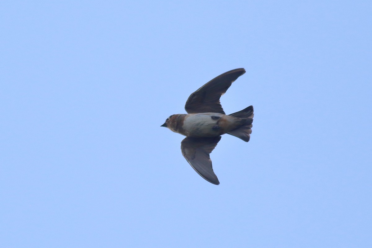 Cave Swallow (Caribbean) - ML621347986